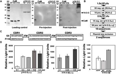 Creating a Selective Nanobody Against 3-Nitrotyrosine Containing Proteins